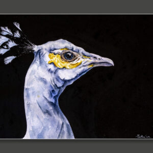 There will be peacocks _ 3